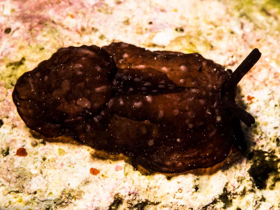 Tomoberthella martensi